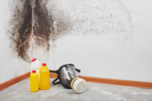 Mold Testing and Removal in Wakarusa, IN