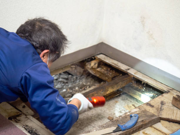 Best Water Damage Restoration  in Wakarusa, IN