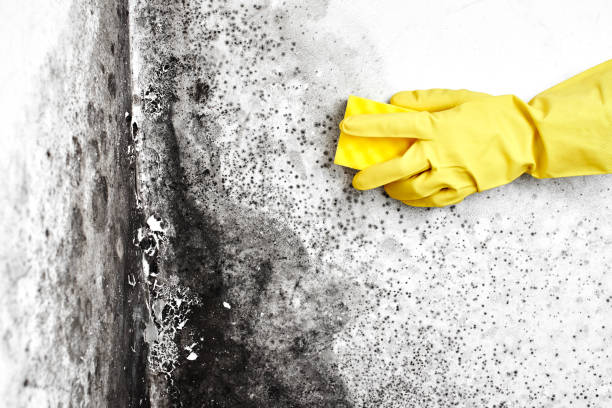 Best Professional Mold Removal  in Wakarusa, IN