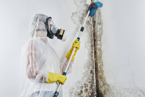 Best Mold Removal Near Me  in Wakarusa, IN