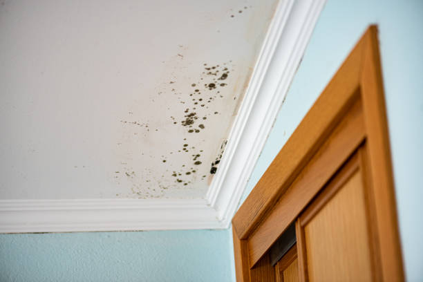 Best Professional Mold Removal  in Wakarusa, IN