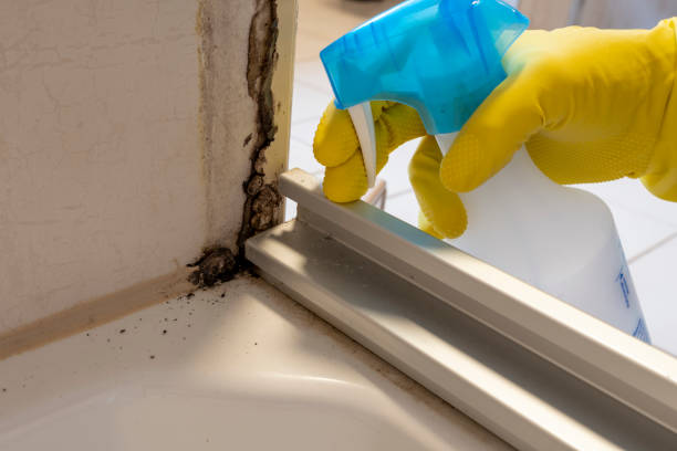 Best Mold Damage Repair  in Wakarusa, IN