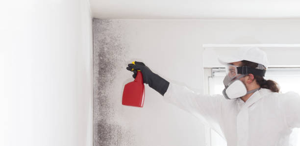 Best Black Mold Removal  in Wakarusa, IN