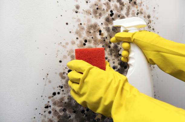 Best Certified Mold Removal  in Wakarusa, IN