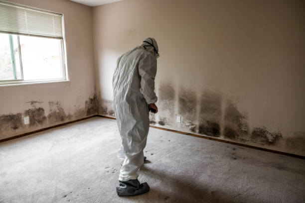Best Mold Remediation Experts  in Wakarusa, IN