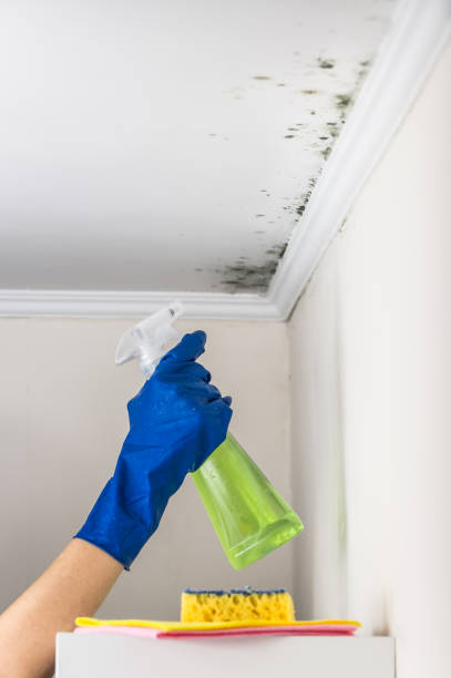 Best Attic Mold Removal  in Wakarusa, IN
