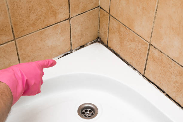 Best Mold Removal Company Near Me  in Wakarusa, IN